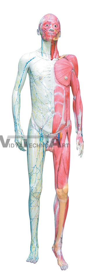 The dissection model of human gradation